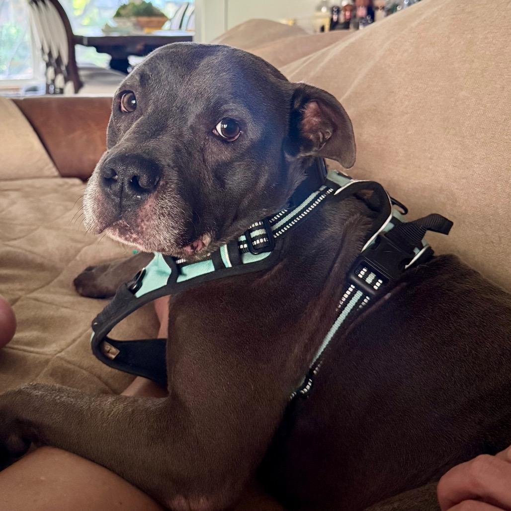 Enlarge Colt, a Adoptable American Staffordshire Terrier in Dallas, TX image 5/6