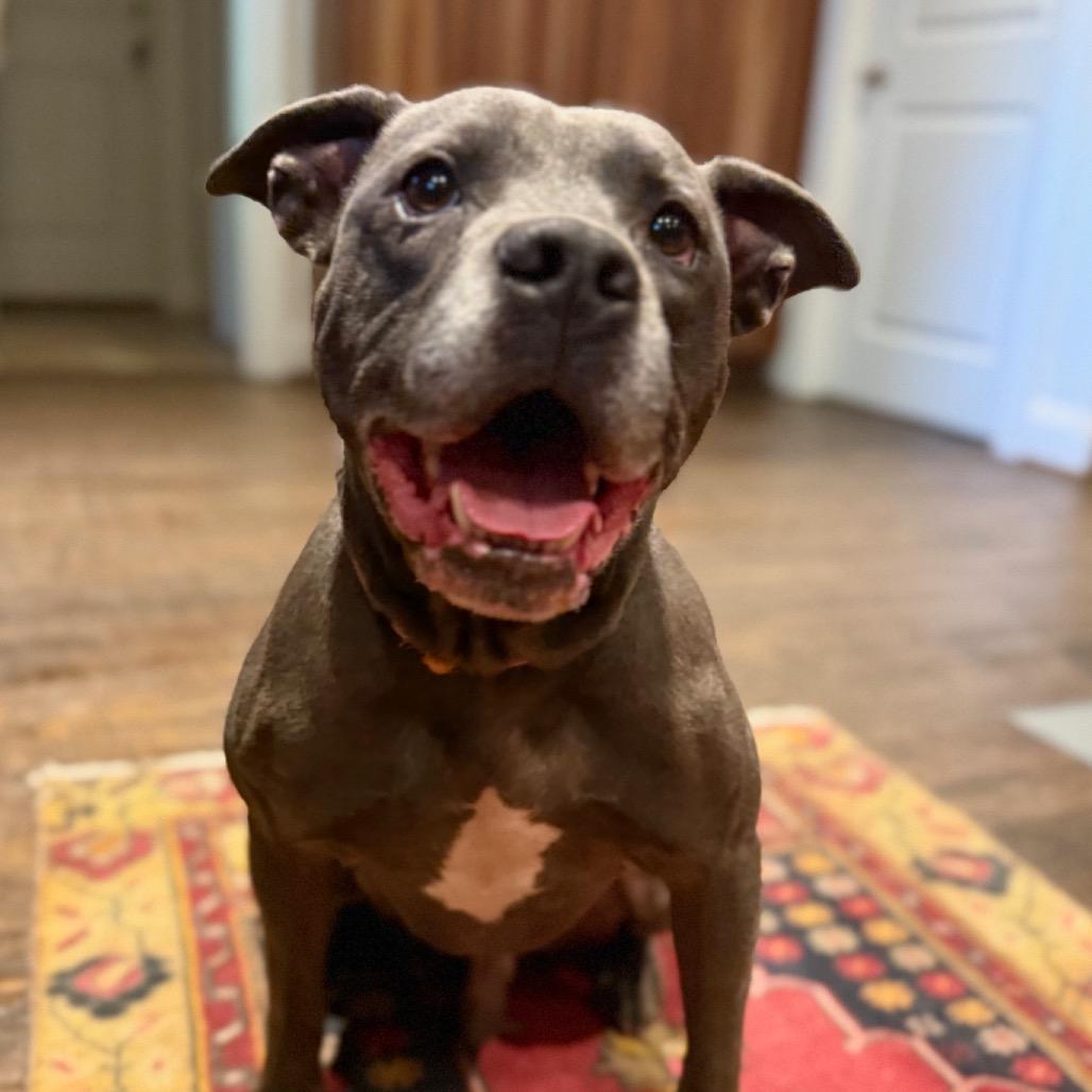 Enlarge Colt, a Adoptable American Staffordshire Terrier in Dallas, TX image 6/6