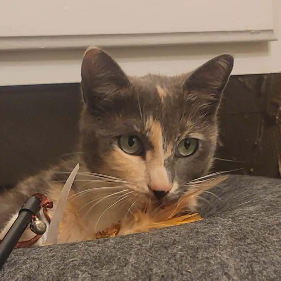 Enlarge Lena (Dilute Calico), a Adoptable Dilute Calico in Allen, TX image 2/6