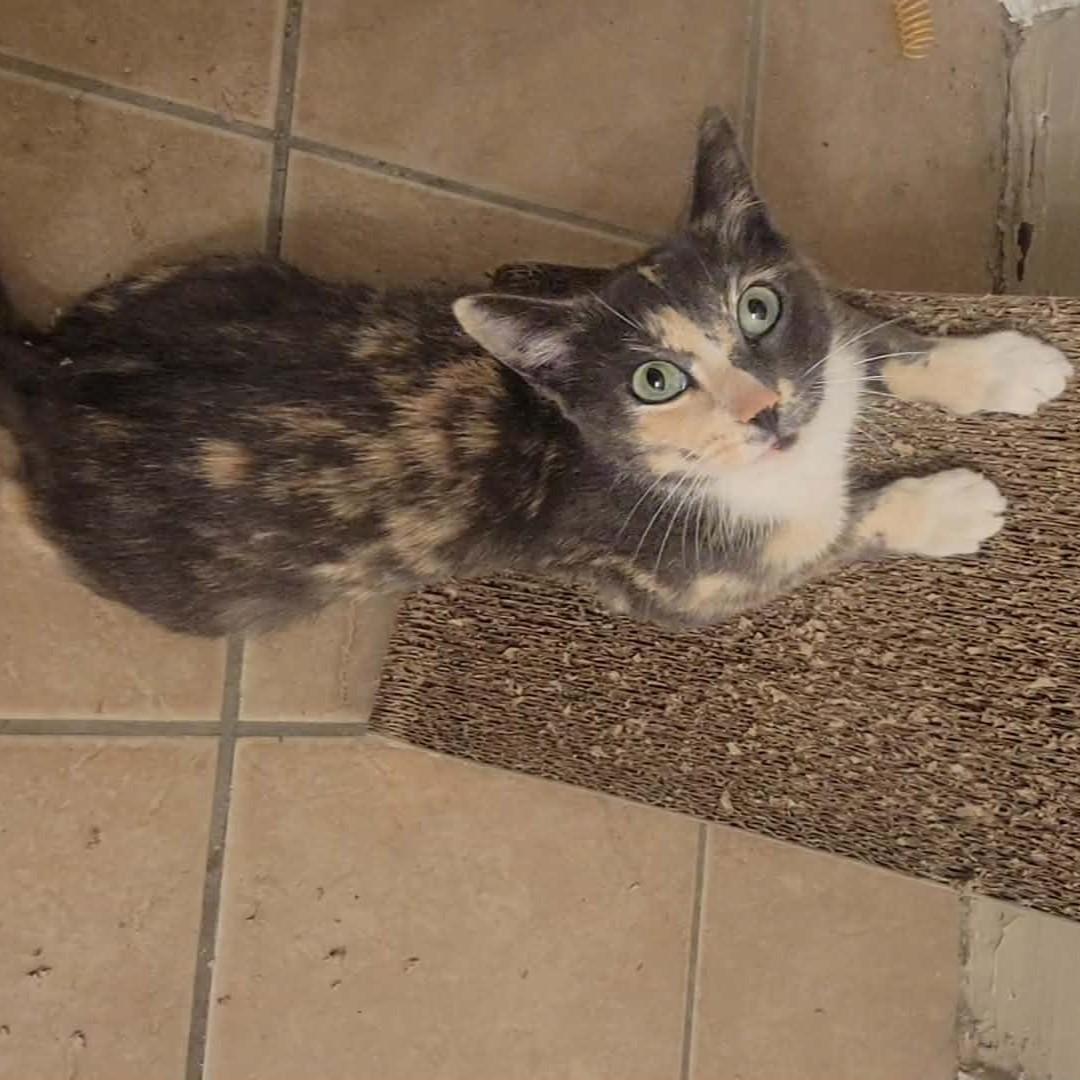 Enlarge Lena (Dilute Calico), a Adoptable Dilute Calico in Allen, TX image 3/6