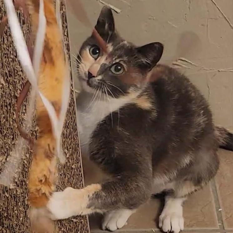 Enlarge Lena (Dilute Calico), a Adoptable Dilute Calico in Allen, TX image 4/6