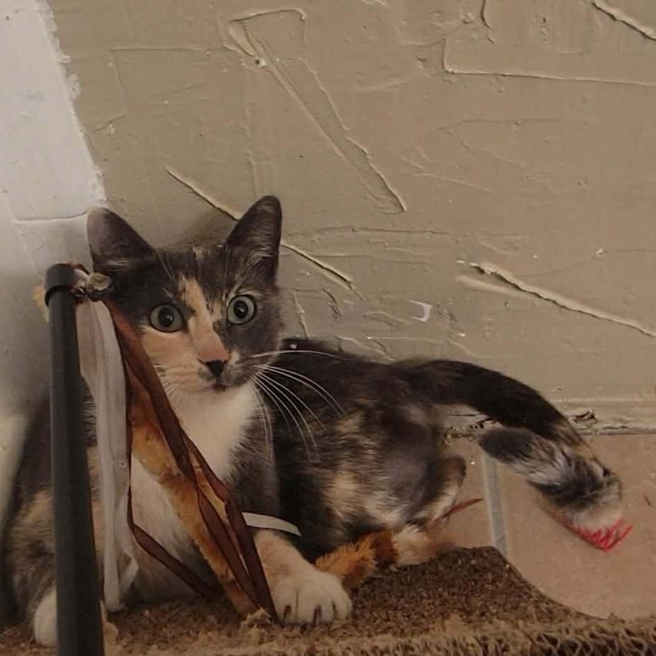 Enlarge Lena (Dilute Calico), a Adoptable Dilute Calico in Allen, TX image 6/6