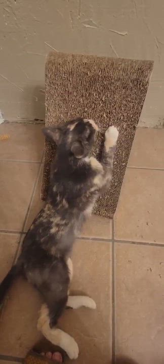 Enlarge Lena (Dilute Calico), a Adoptable Dilute Calico in Allen, TX video 5/6