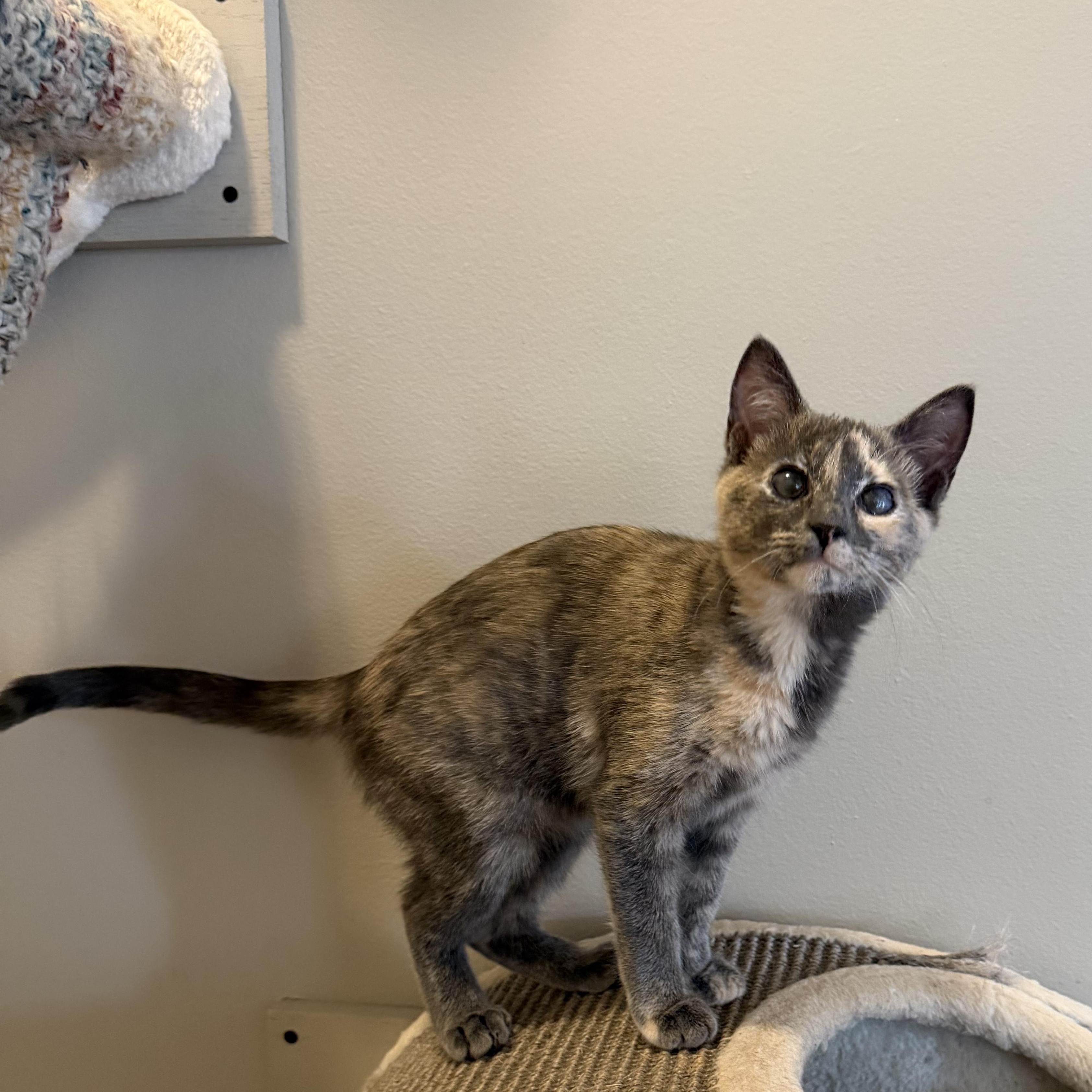 DT, ADOPTABLE, Kitten Female Domestic Short Hair.