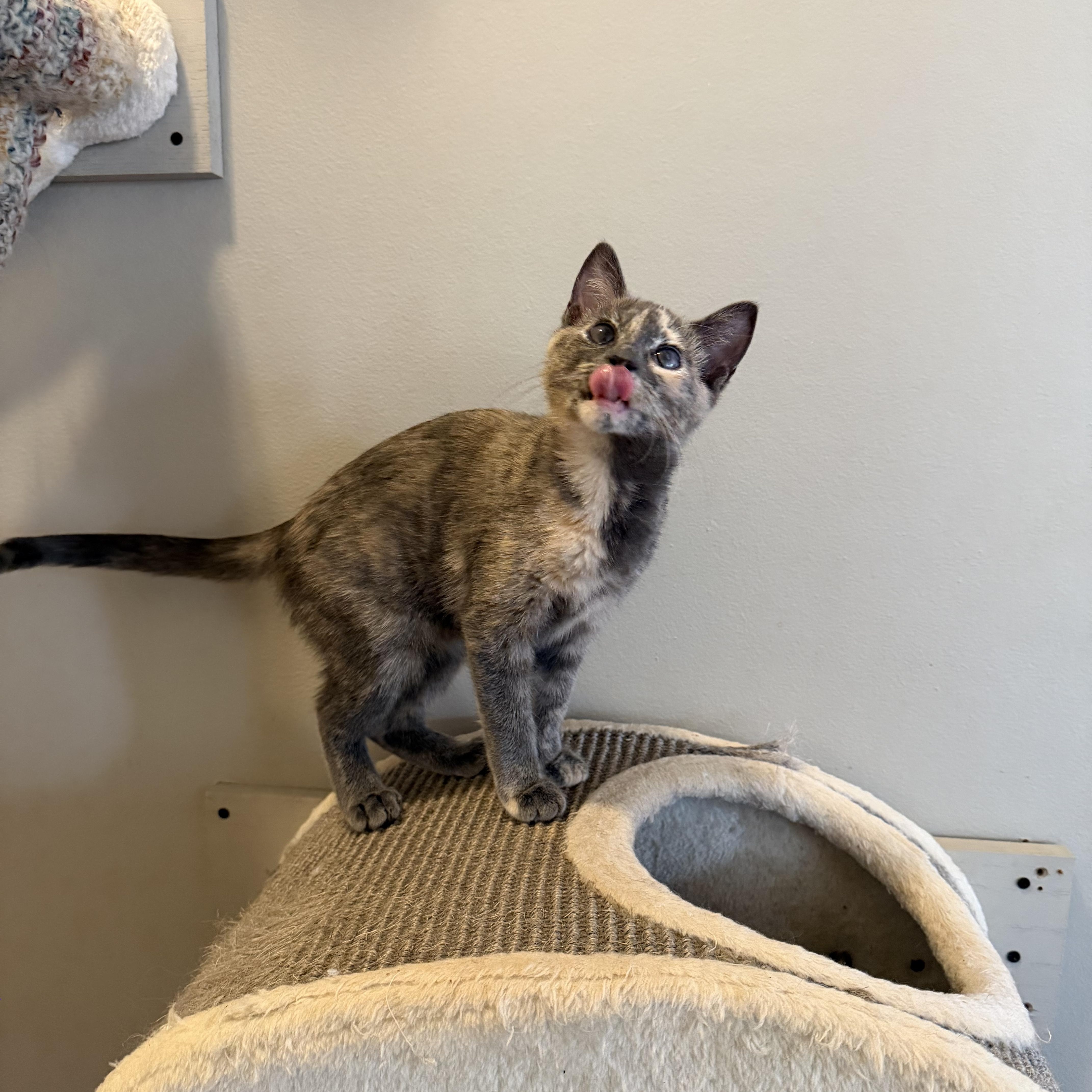 Enlarge DT, a ADOPTABLE Domestic Short Hair in Seneca, SC image 4/5