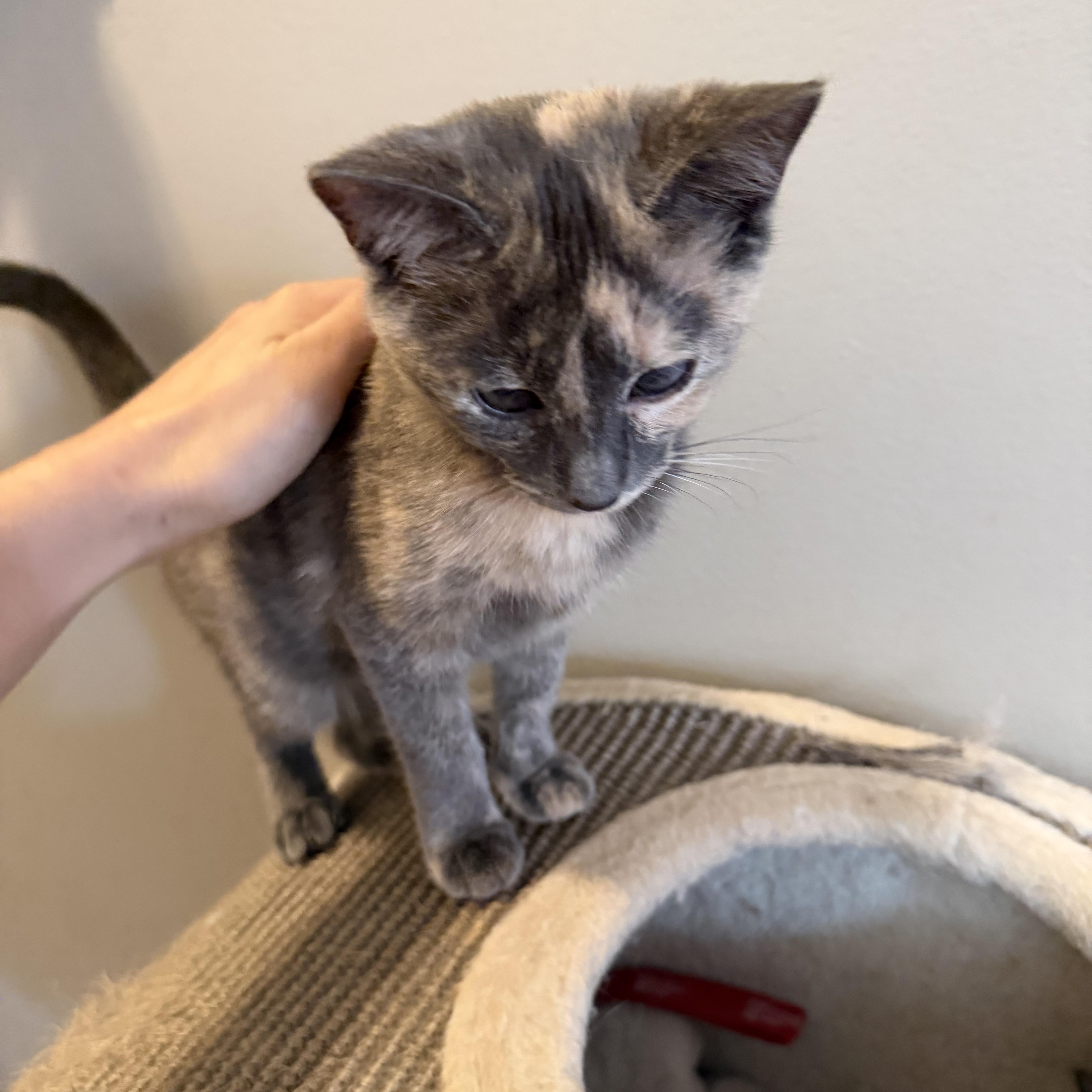 Enlarge DT, a ADOPTABLE Domestic Short Hair in Seneca, SC image 3/5