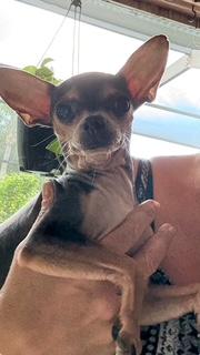 Spicey, ADOPTABLE, Young Female Chihuahua.
