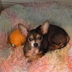 Spicey, a ADOPTABLE Chihuahua in Boca Raton, FL image 2/3