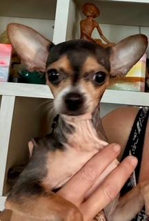 Spicey, a ADOPTABLE Chihuahua in Boca Raton, FL image 3/3