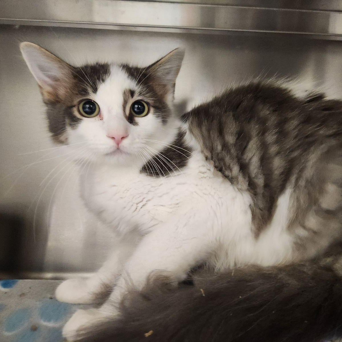 Elgin, Adoptable, Kitten Male Domestic Long Hair & Siamese.