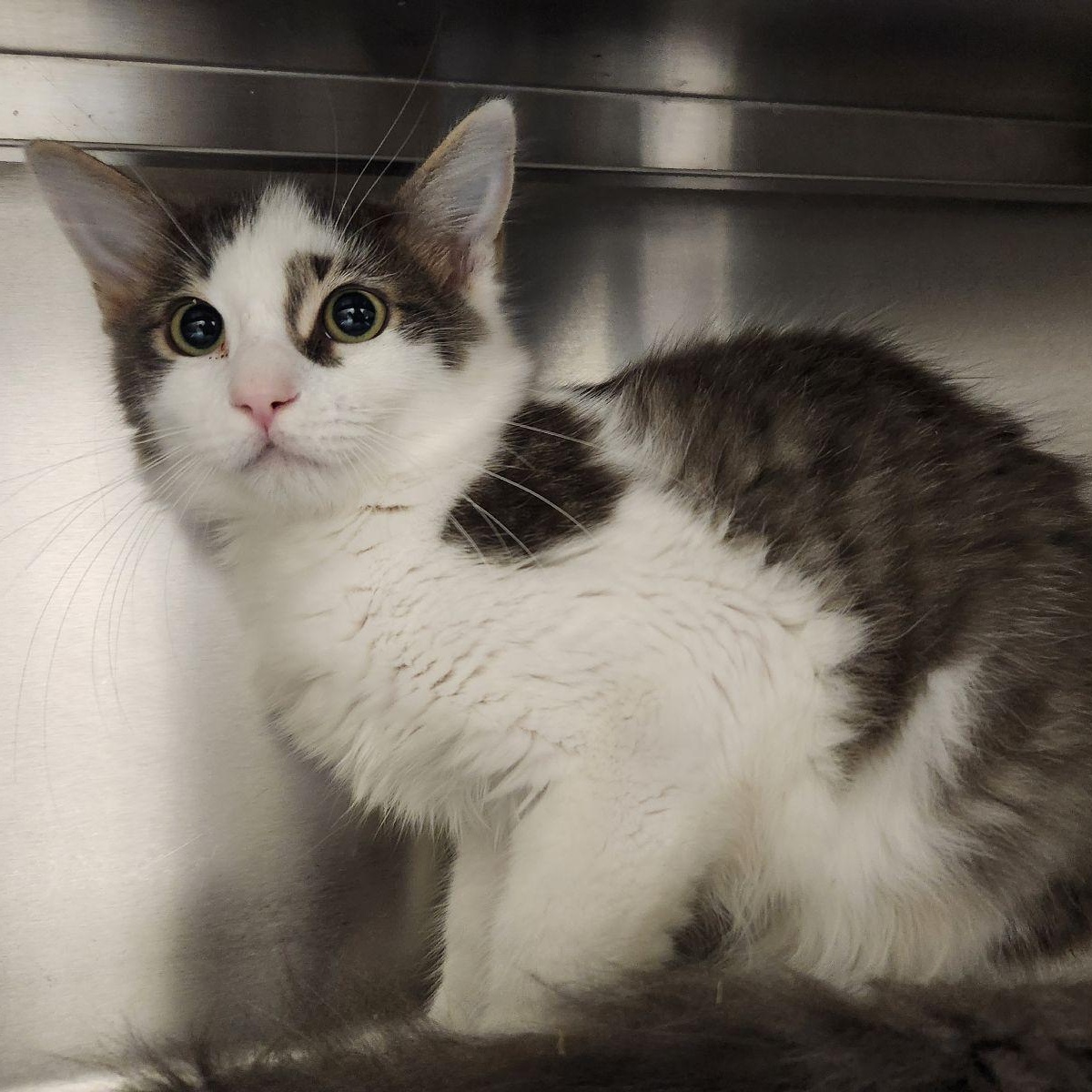 Enlarge Elgin, a Adoptable mixed breed in Liberty, MO image 2/2