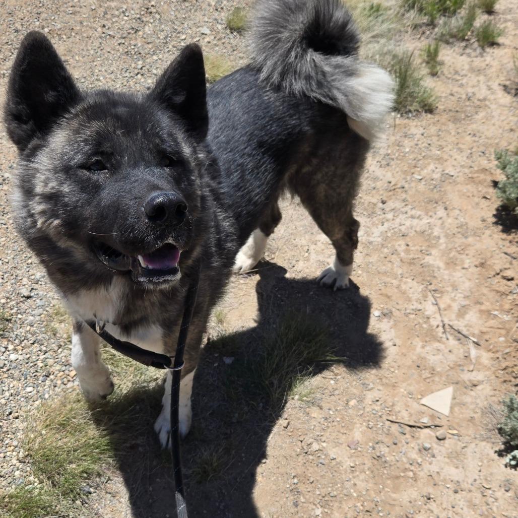 Mocha, Adoptable, Adult Female Akita & Mixed Breed.