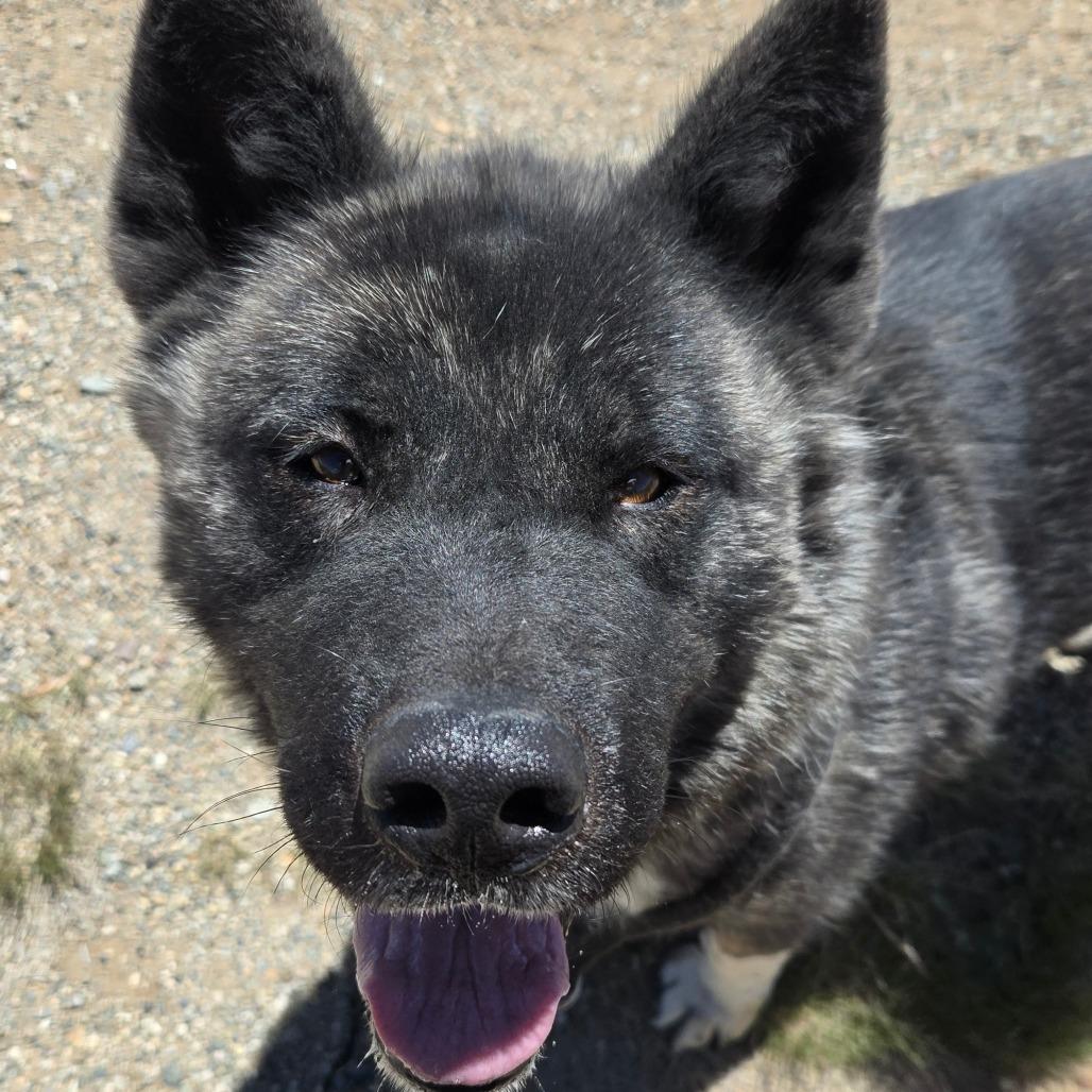 Mocha, a Adoptable mixed breed in Taos, NM image 2/5