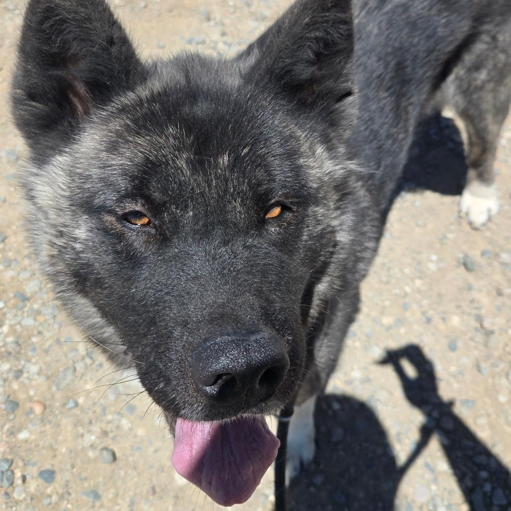 Mocha, a Adoptable mixed breed in Taos, NM image 5/5