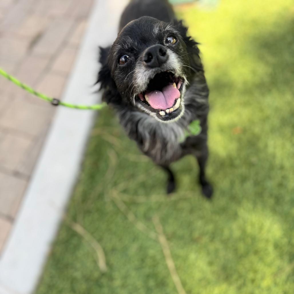 Sallie- City of Industry Location, Adoptable, Senior Female Chihuahua & Mixed Breed.