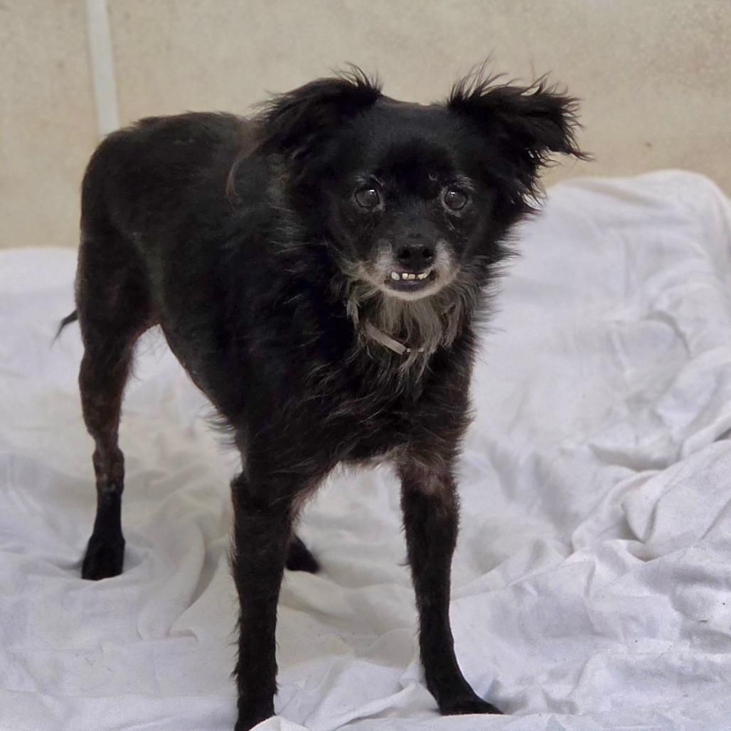 Enlarge Sallie- City of Industry Location, a Adoptable mixed breed in Chino Hills, CA image 2/4