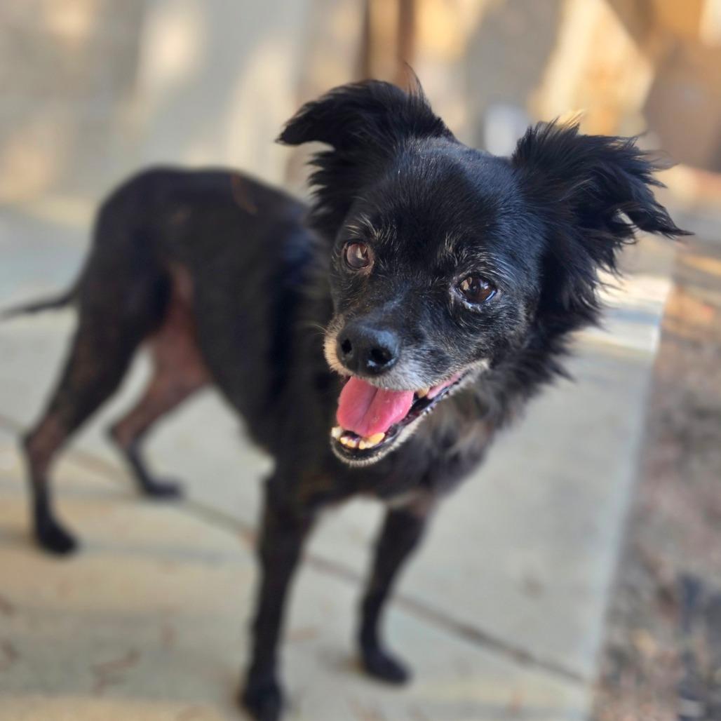 Enlarge Sallie- City of Industry Location, a Adoptable mixed breed in Chino Hills, CA image 3/4