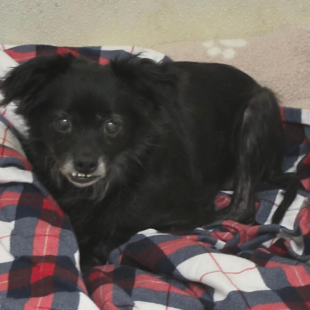 Enlarge Sallie- City of Industry Location, a Adoptable mixed breed in Chino Hills, CA image 4/4