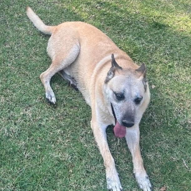 Enlarge Max, a Adoptable Mixed Breed in Midland, TX image 1/4