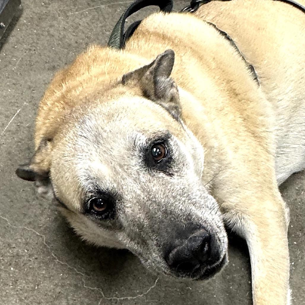 Enlarge Max, a Adoptable Mixed Breed in Midland, TX image 2/4