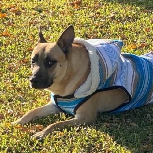 Enlarge Max, a Adoptable Mixed Breed in Midland, TX image 3/4