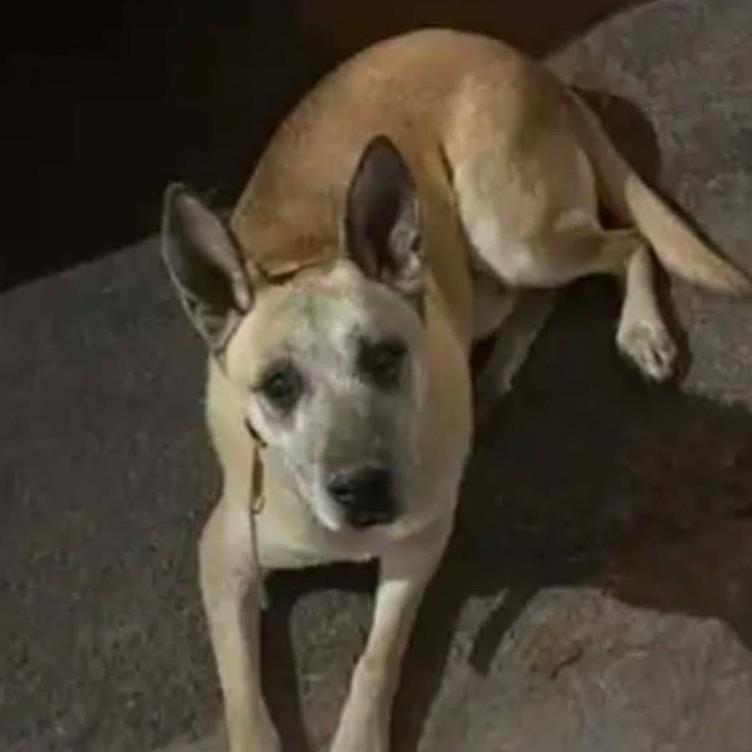 Enlarge Max, a Adoptable Mixed Breed in Midland, TX image 4/4