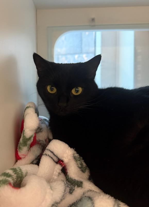 Enlarge Lily, an adoption pending Domestic Short Hair in Quincy, MA image 1/1