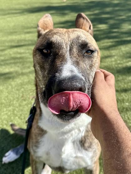 Enlarge Chip, a Adoptable mixed breed in Wichita, KS image 2/3