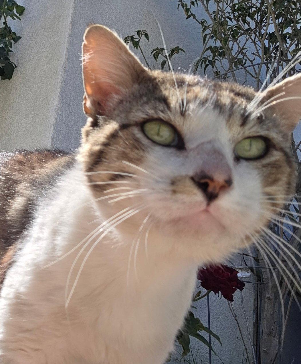 Nugget, a Adoptable Domestic Short Hair in Seal Beach, CA image 1/3