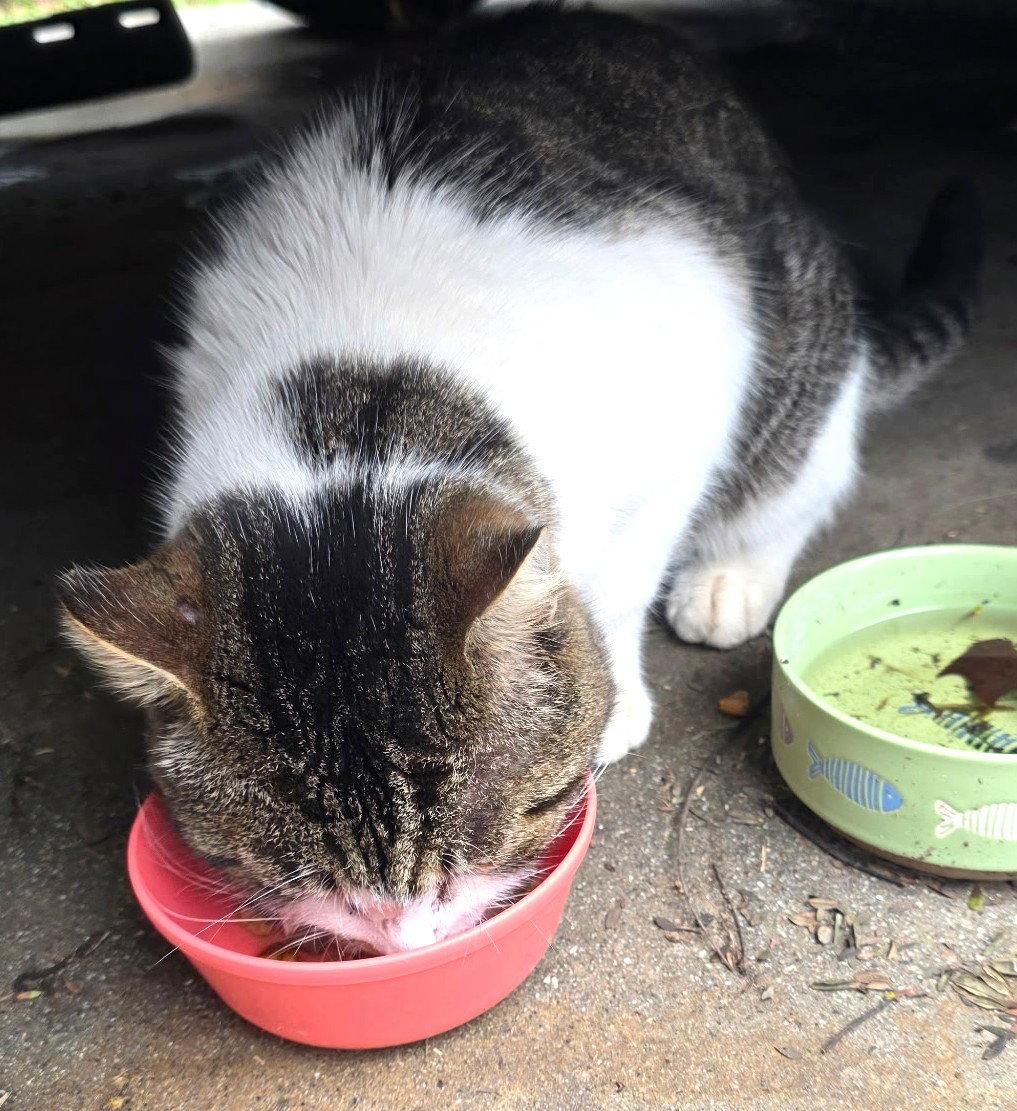 Nugget, Adoptable, Young Male Domestic Short Hair.