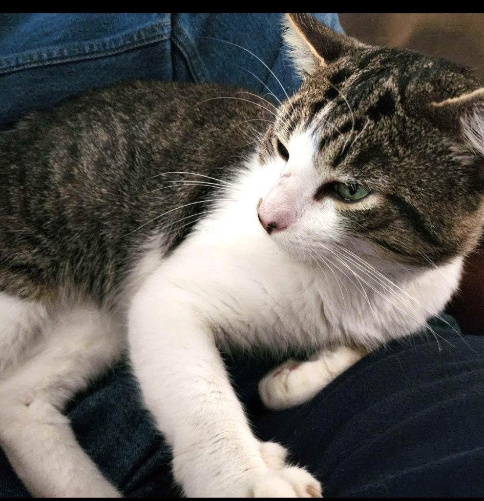 Nugget, a Adoptable Domestic Short Hair in Seal Beach, CA image 3/3