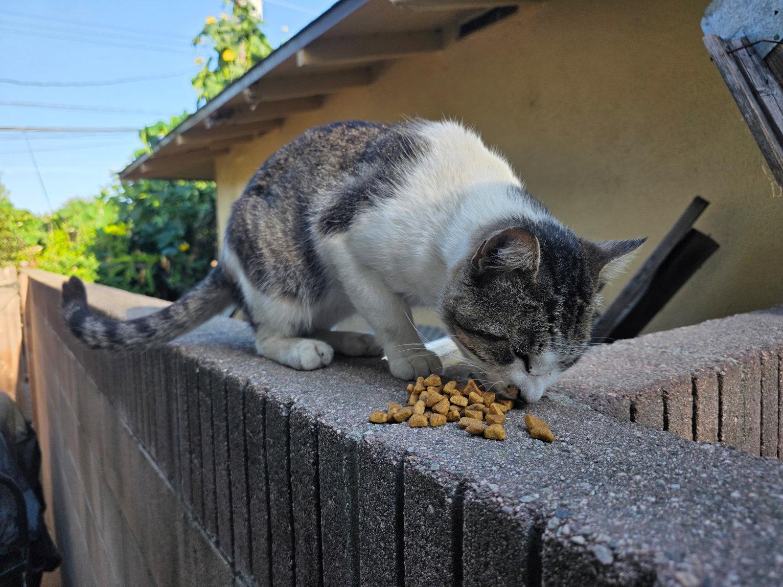 Nugget, a Adoptable Domestic Short Hair in Seal Beach, CA image 2/2