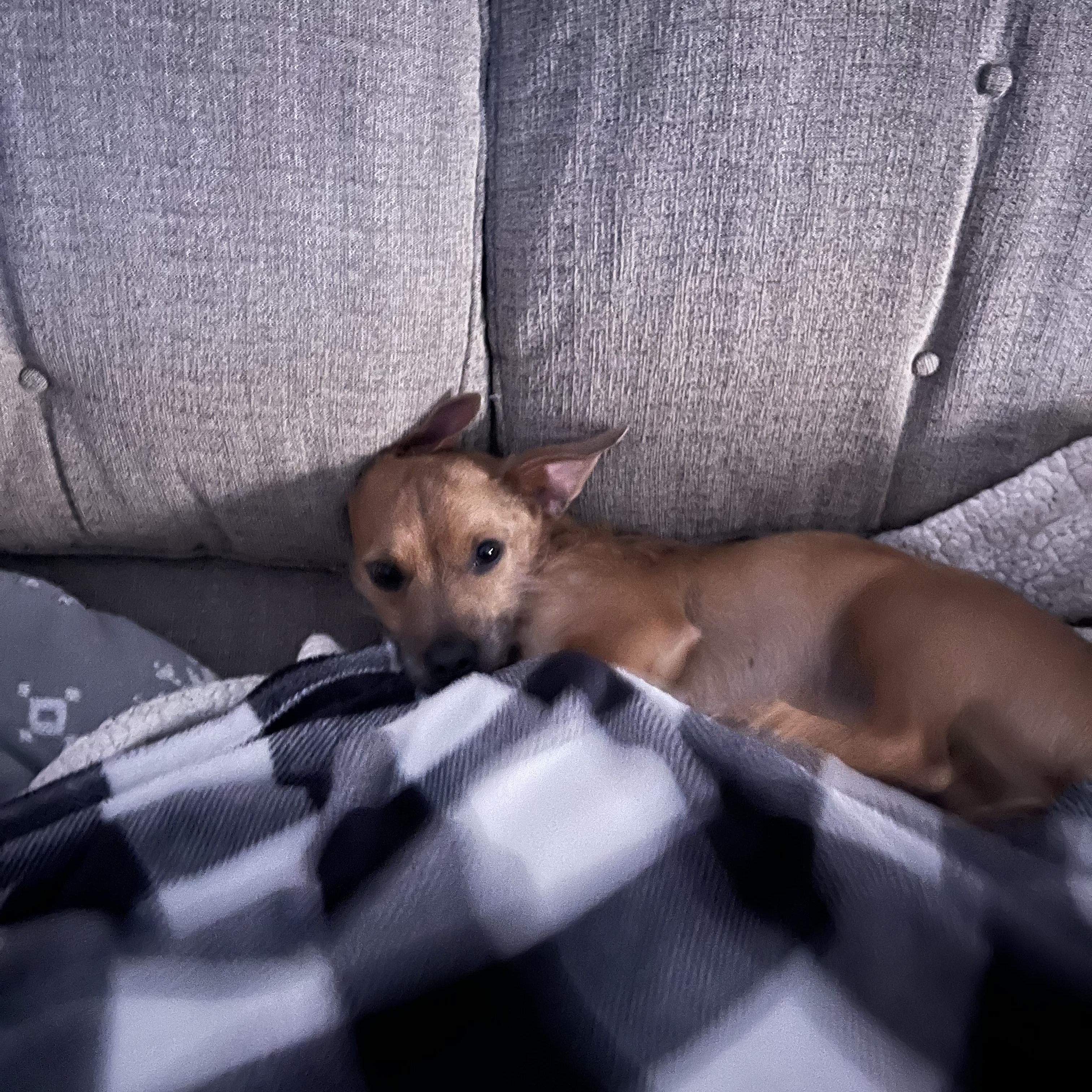 Enlarge Max, a Adoptable mixed breed in New Brighton, MN image 2/5