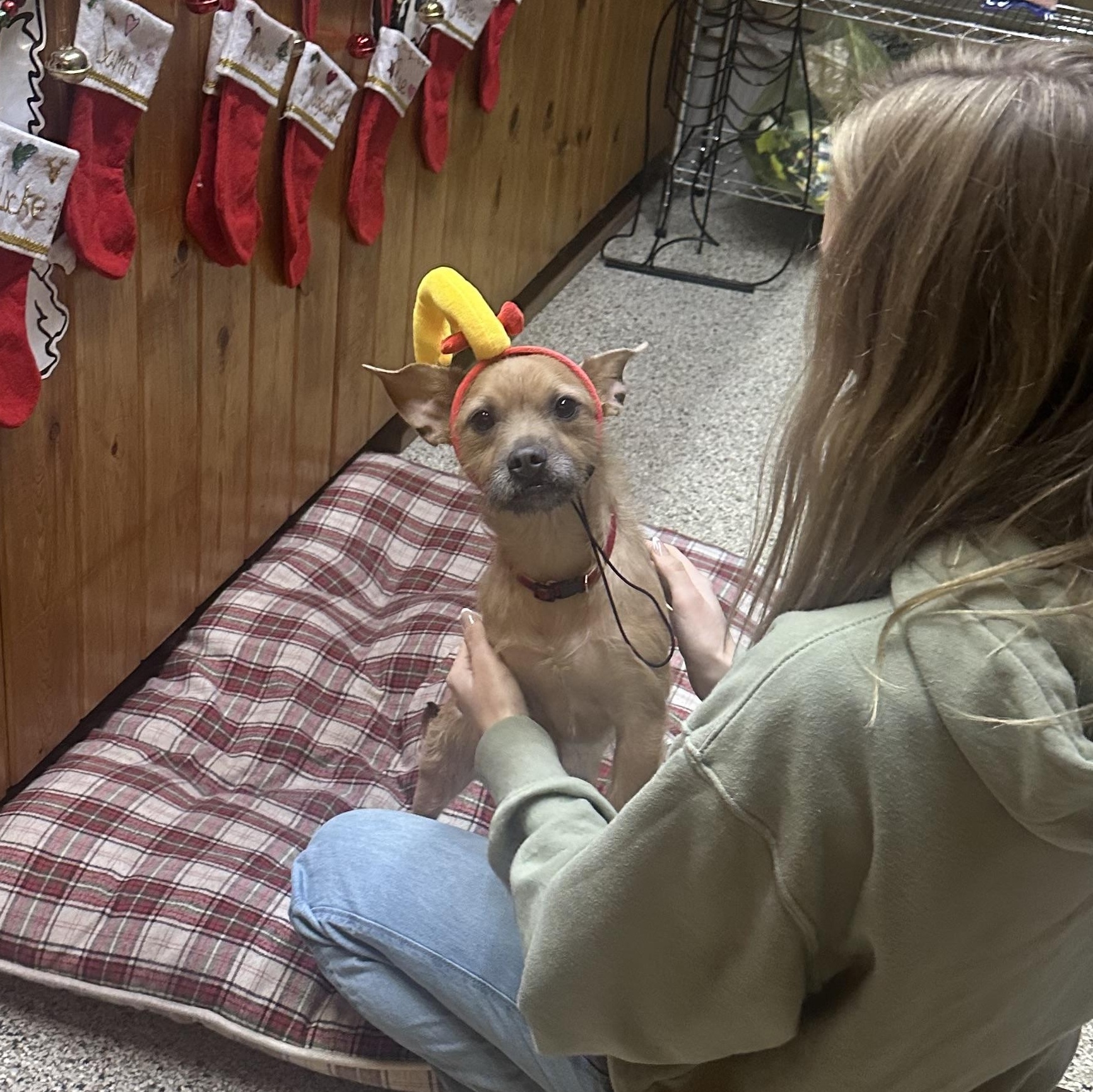 Max, a Adoptable mixed breed in New Brighton, MN image 2/4