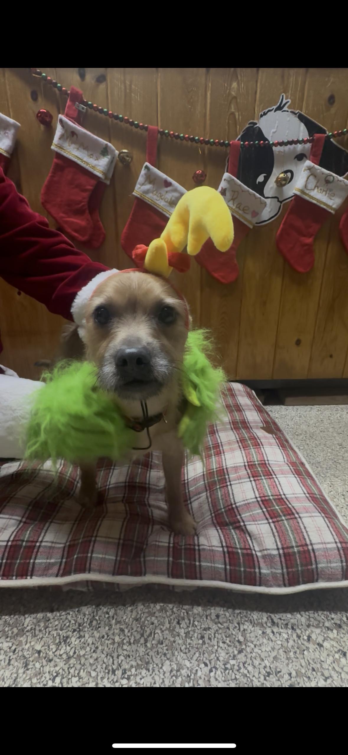 Max, a Adoptable mixed breed in New Brighton, MN image 1/4