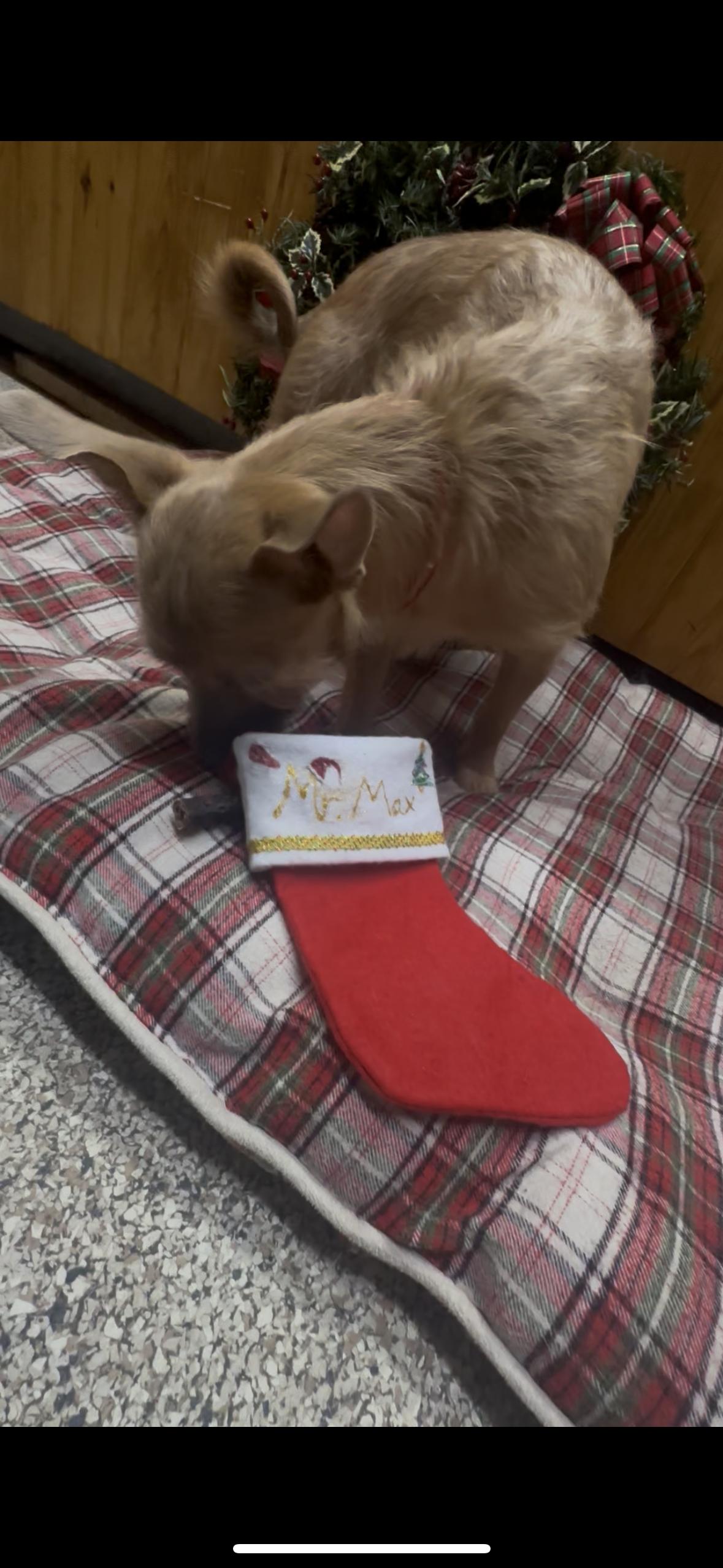 Max, a Adoptable mixed breed in New Brighton, MN image 3/4