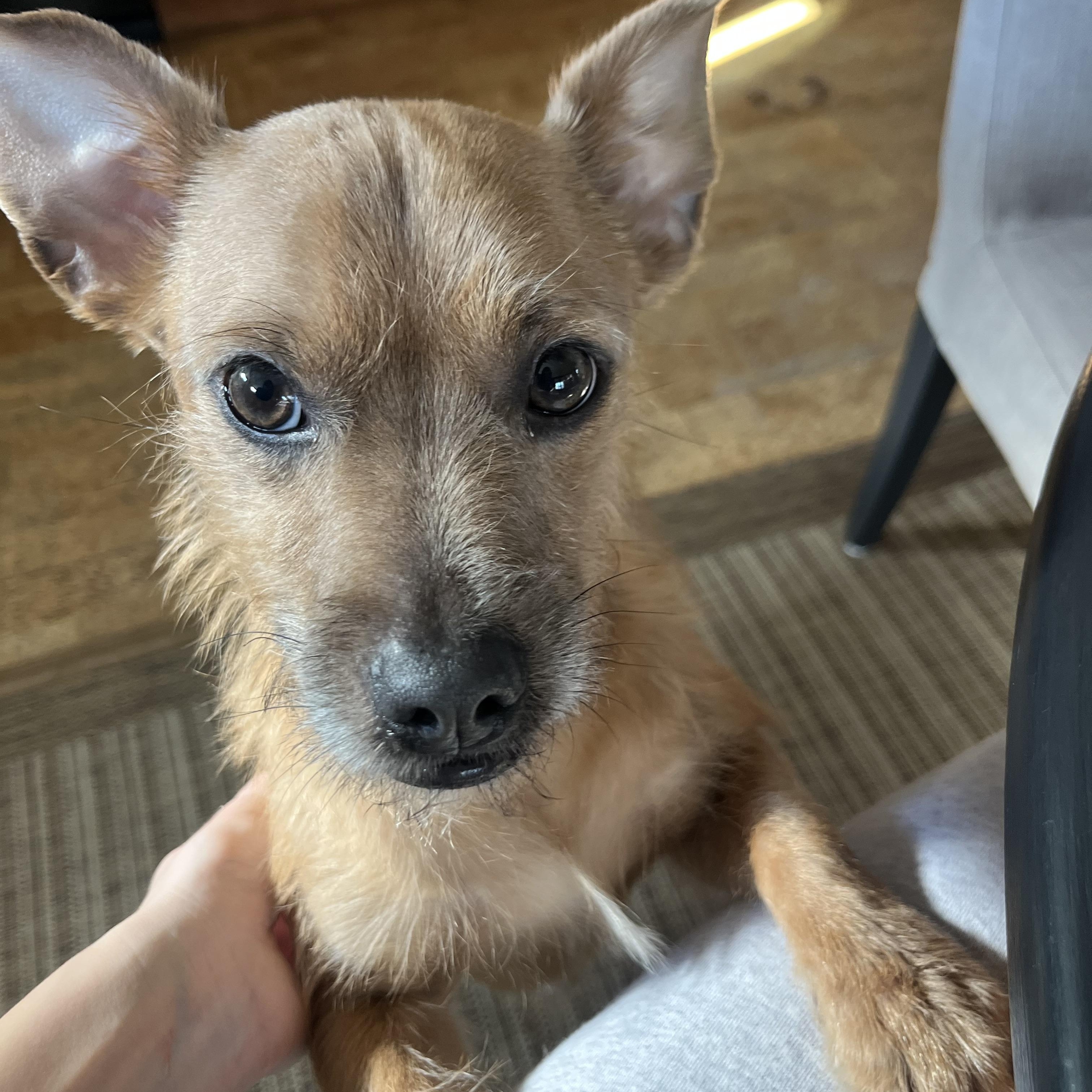 Enlarge Max, a Adoptable mixed breed in New Brighton, MN image 1/5