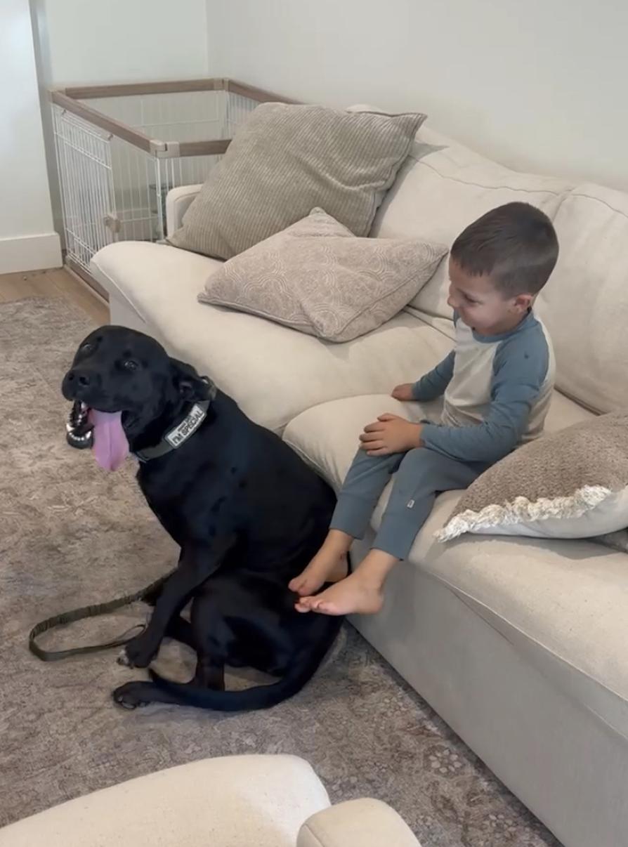 Family Dog SCOOBY!, adoptable, Adult Male Black Labrador Retriever & Cane Corso.