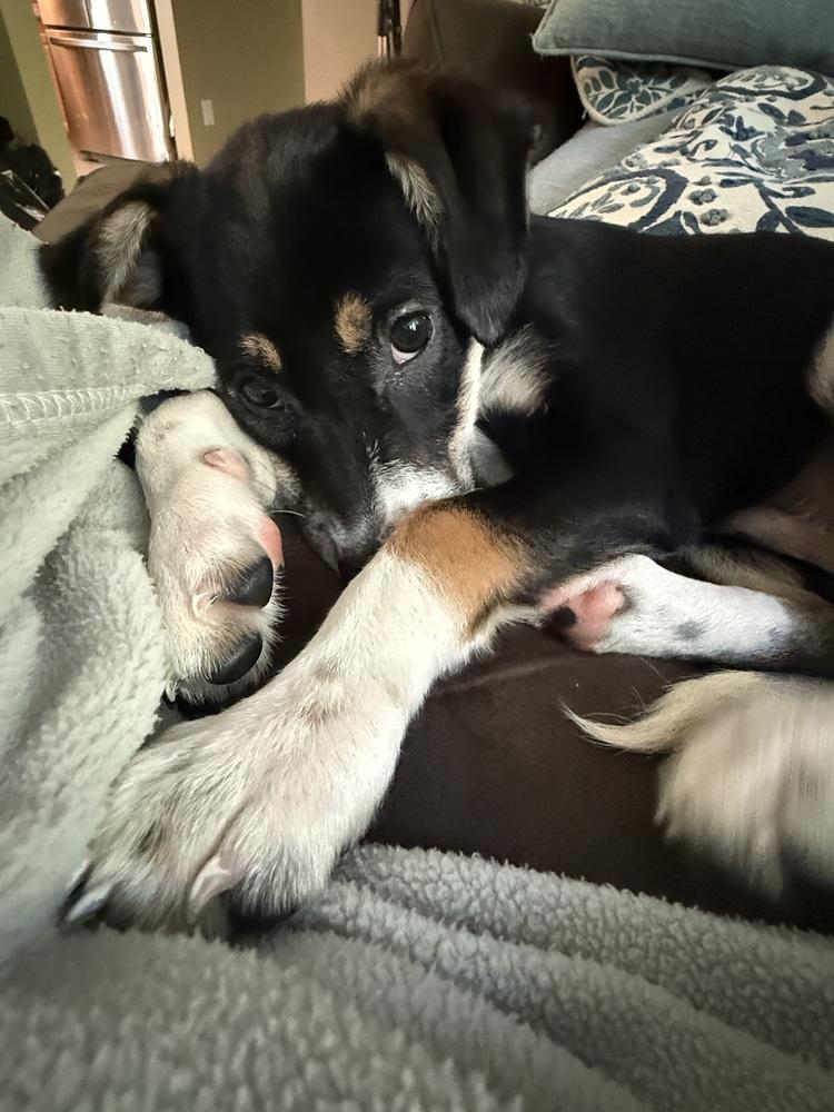 Charlie, Adoptable, Puppy Male Terrier & Border Collie.