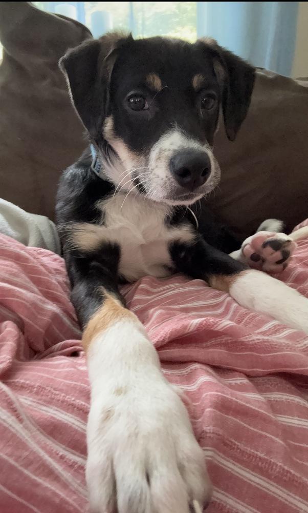 Charlie, a Adoptable mixed breed in Manhattan, NY image 2/4