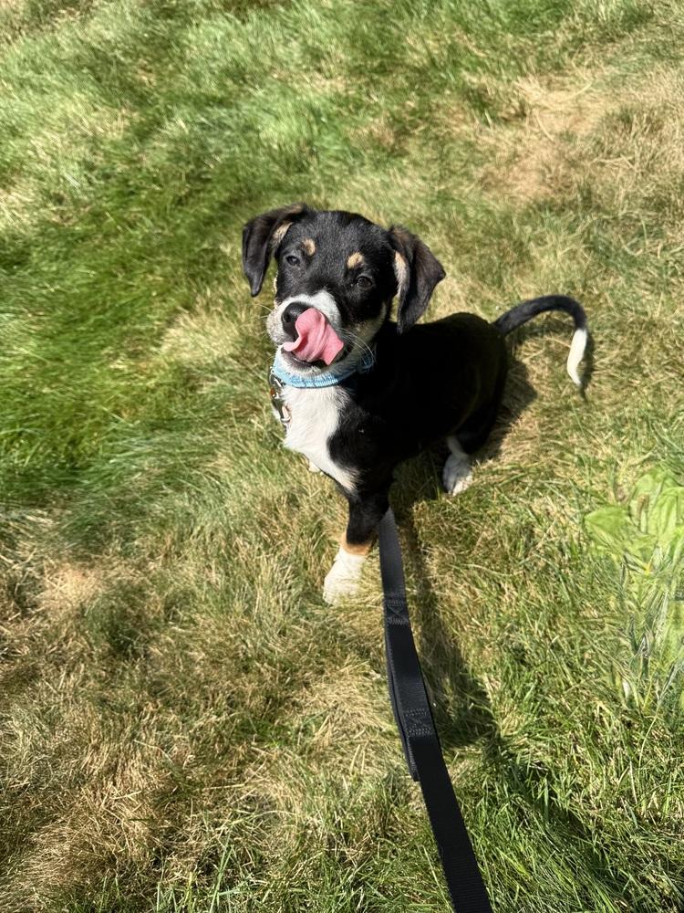 Charlie, a Adoptable mixed breed in Manhattan, NY image 3/4