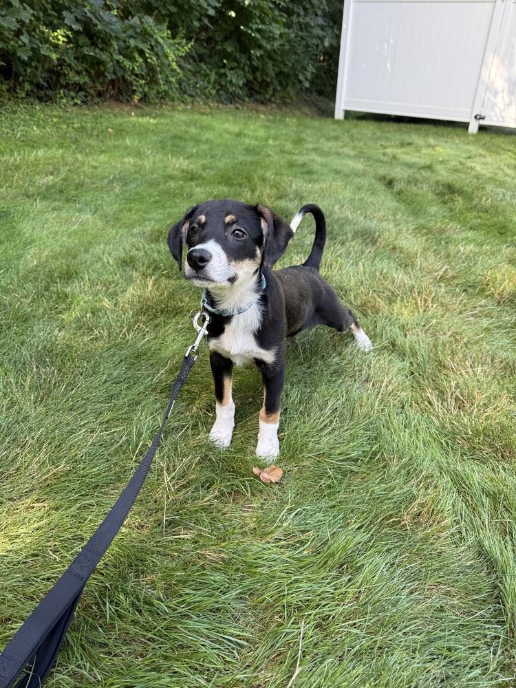 Charlie, a Adoptable mixed breed in Manhattan, NY image 4/4