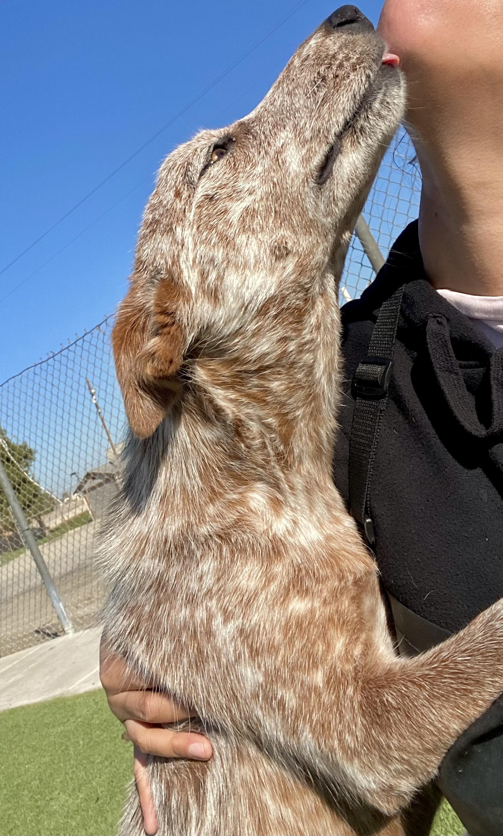Enlarge SUMMER (AVAILABLE 3/10/26), a ADOPTABLE Australian Cattle Dog / Blue Heeler in Wasco, CA image 2/4