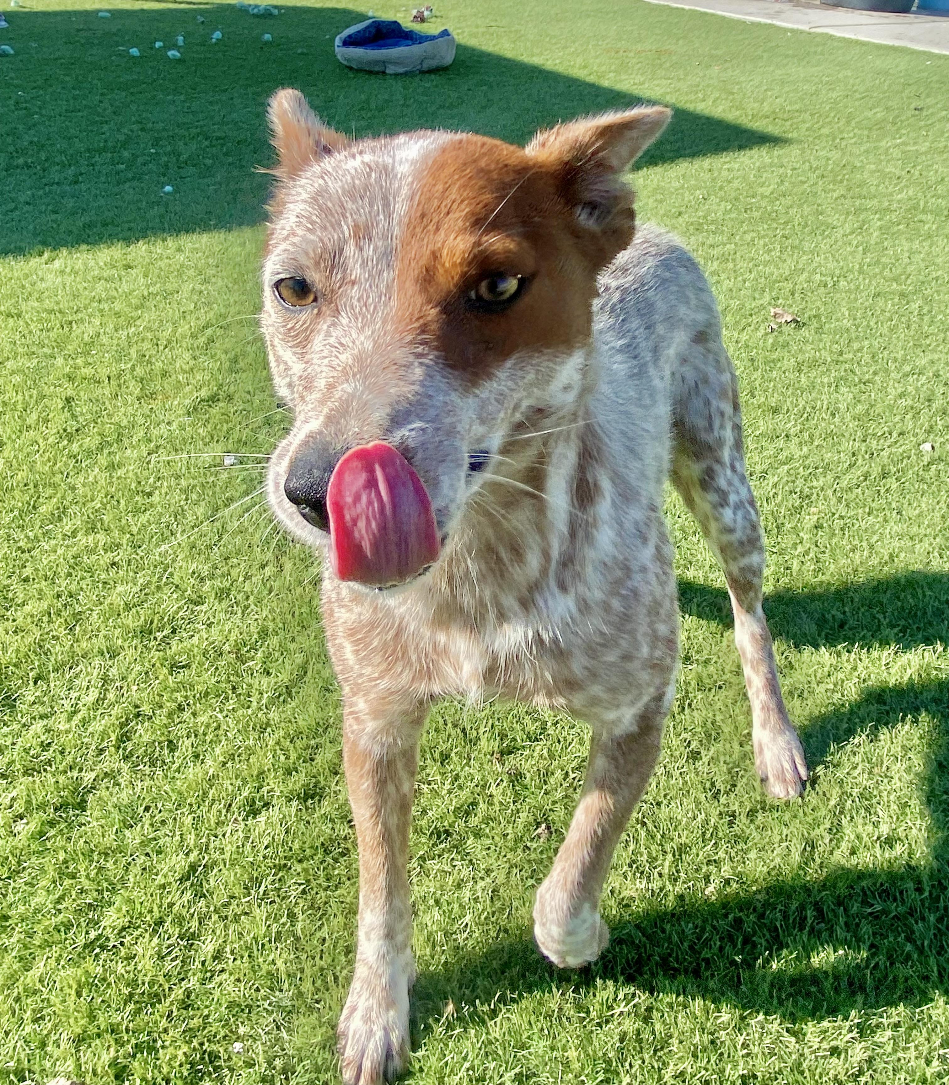 Enlarge SUMMER (AVAILABLE 3/10/26), a ADOPTABLE Australian Cattle Dog / Blue Heeler in Wasco, CA image 1/4
