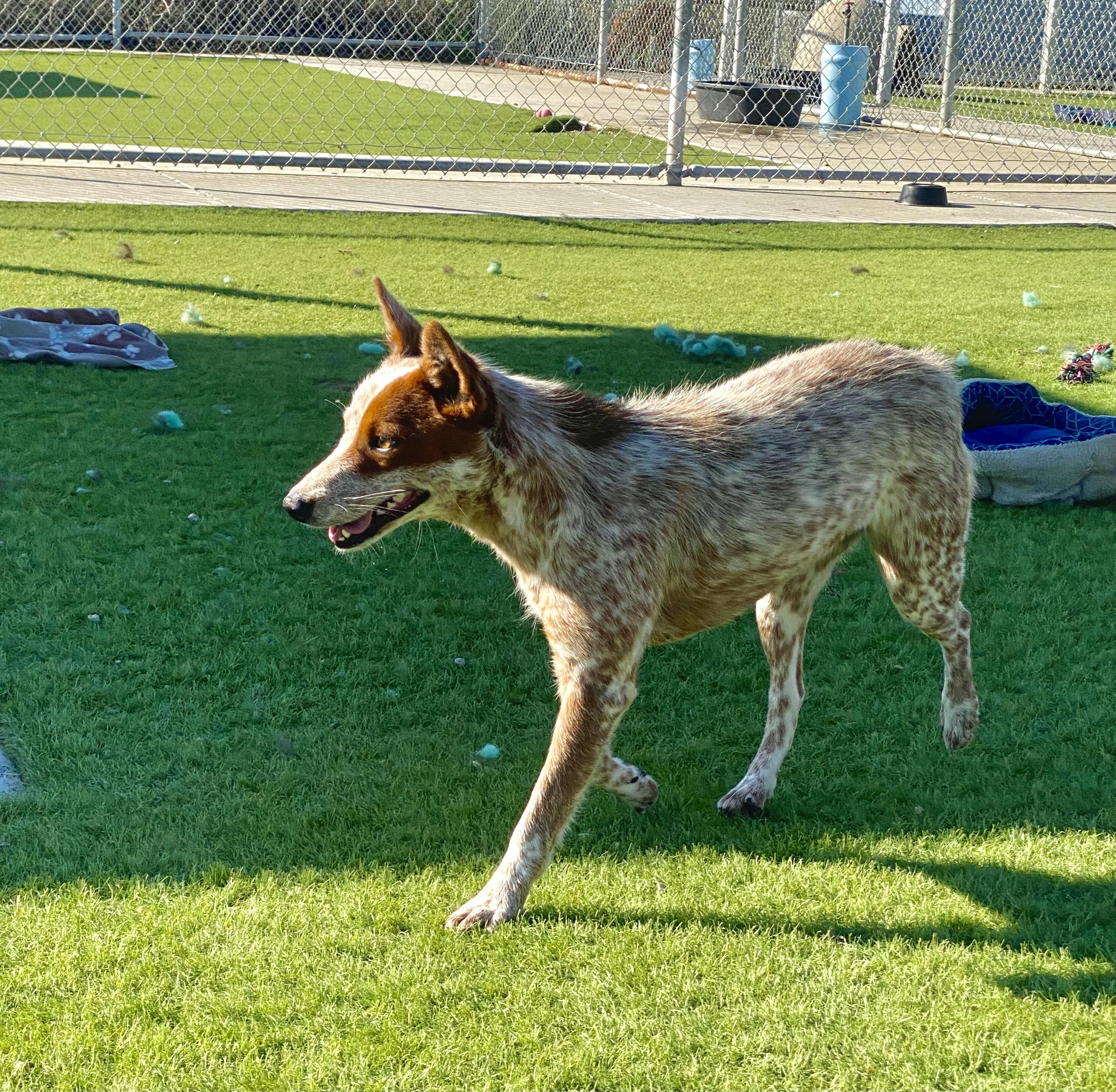 Enlarge SUMMER (AVAILABLE 3/10/26), a ADOPTABLE Australian Cattle Dog / Blue Heeler in Wasco, CA image 3/4