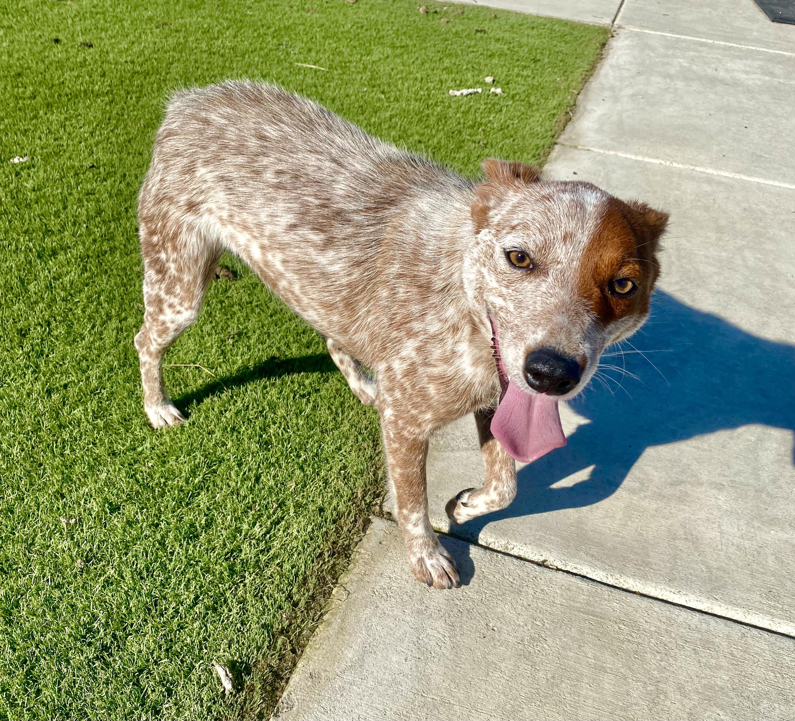 Enlarge SUMMER (AVAILABLE 3/10/26), a ADOPTABLE Australian Cattle Dog / Blue Heeler in Wasco, CA image 4/4