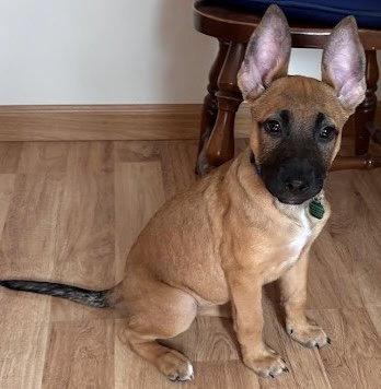 Enlarge Hailee, a Adoptable mixed breed in Tonawanda, NY image 1/3