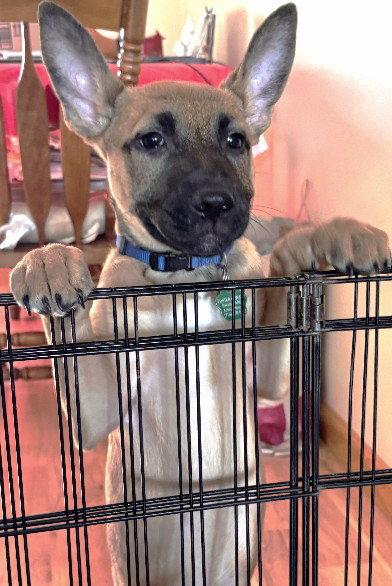 Enlarge Hailee, a Adoptable mixed breed in Tonawanda, NY image 2/3