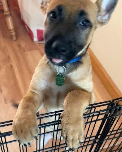 Enlarge Hailee, a Adoptable mixed breed in Tonawanda, NY image 3/3