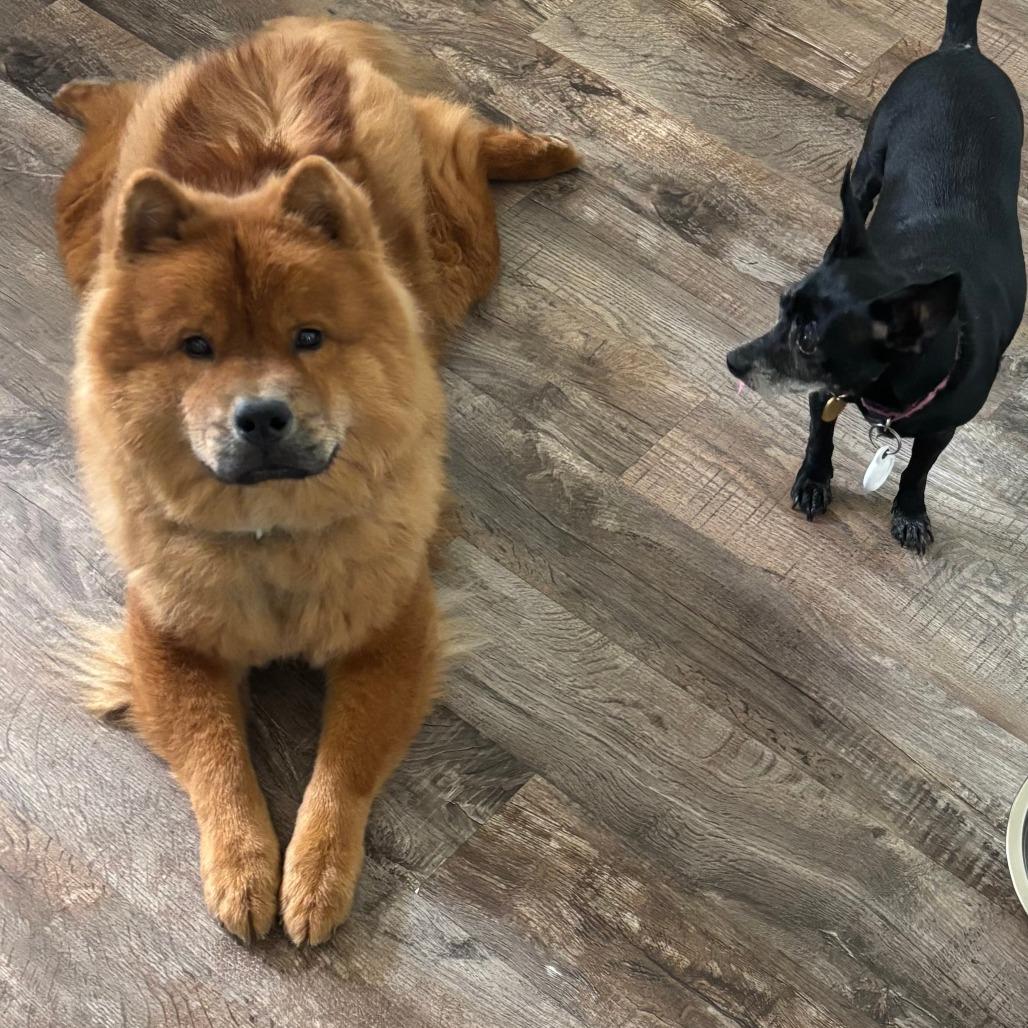Kavik, Adoptable, Adult Male Chow Chow & Mixed Breed.